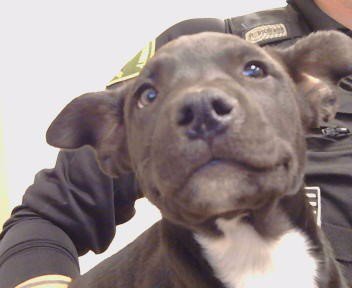 *AUGUST - Pit Bull Terrier available for adoption