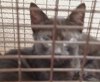 A929277 - Domestic Short Hair available for adoption