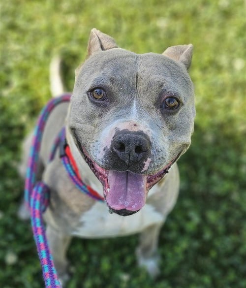MARLEE - Pit Bull Terrier for adoption in Roseville