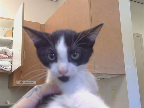 A928280 - Domestic Short Hair available for adoption