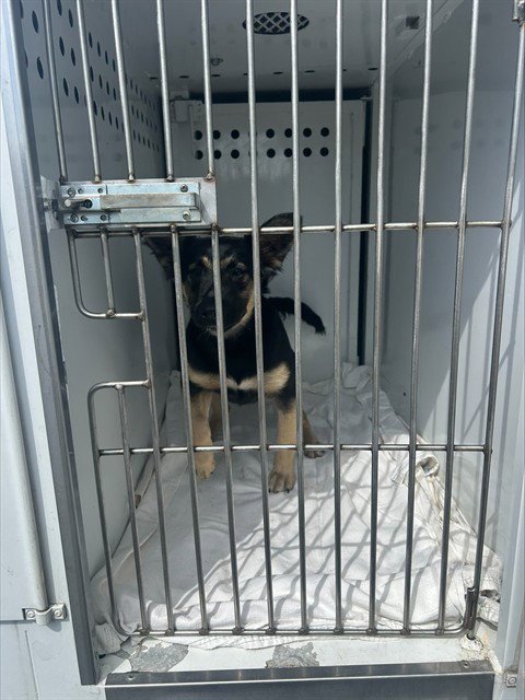 *TINY TOT - German Shepherd Dog / Cardigan Welsh Corgi available for adoption