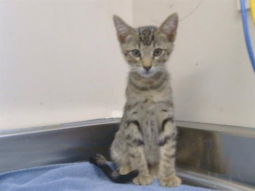 A925169 - Domestic Short Hair available for adoption
