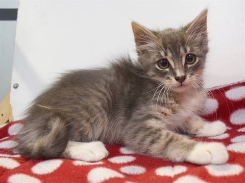 *PEDRO - Domestic Long Hair for adoption in Elk Grove