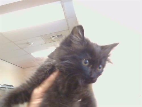 A930300 - Domestic Long Hair available for adoption