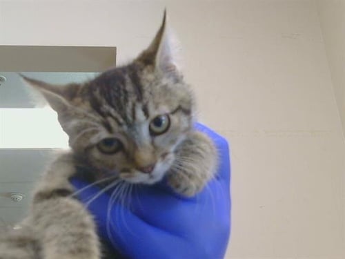 *APPLE - Domestic Short Hair available for adoption