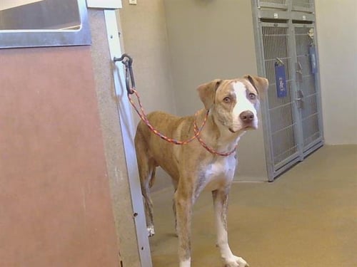 A926536 - Pit Bull Terrier available for adoption