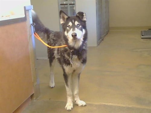 BARNES - Siberian Husky for adoption in Roseville