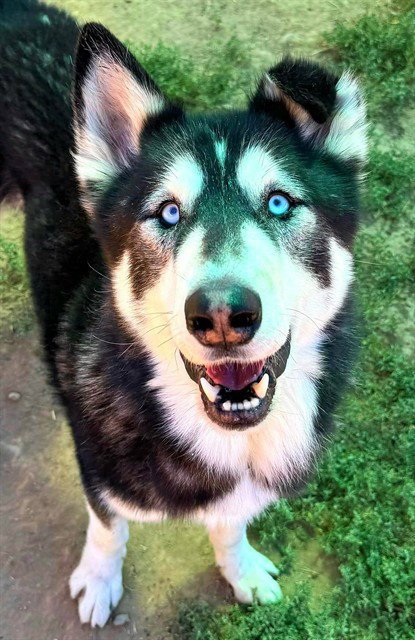 BARNES - Siberian Husky available for adoption