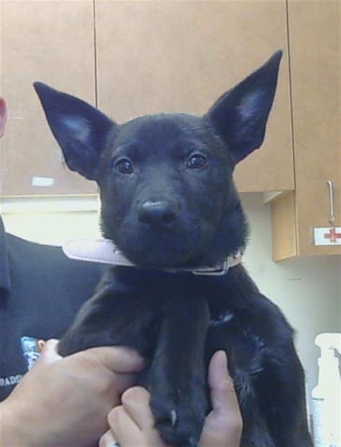 *ABIGAIL - Labrador Retriever available for adoption