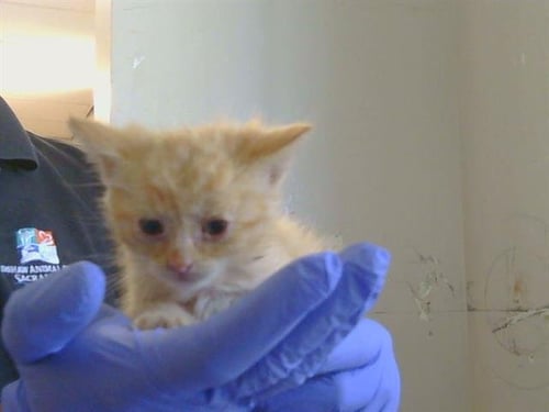 *CYCLONE - Domestic Short Hair available for adoption