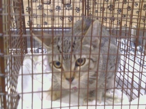 A927265 - Domestic Short Hair available for adoption