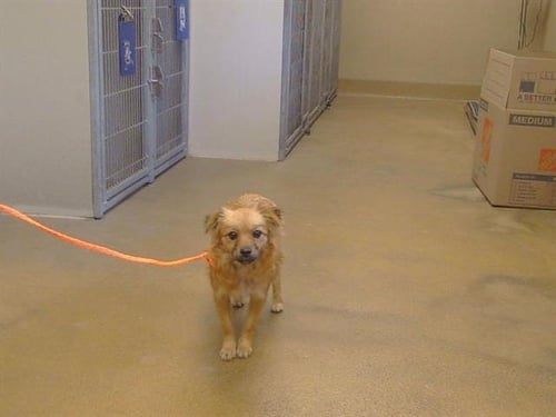 A929464 - Cavalier King Charles Spaniel available for adoption