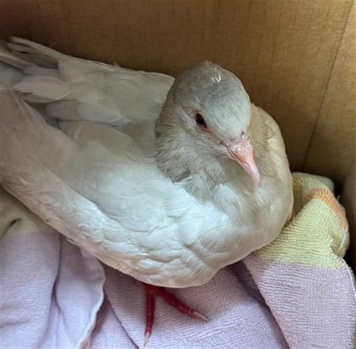 A929643 - Pigeon available for adoption