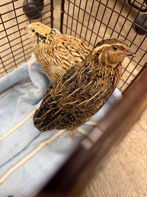 A930917 - Quail available for adoption