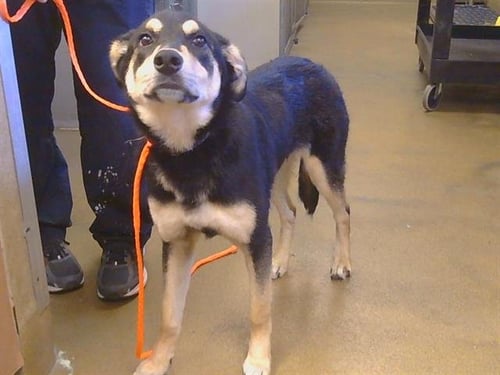 BELLA - German Shepherd Dog available for adoption