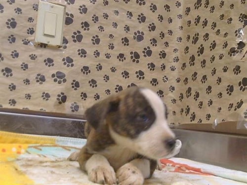 A927668 - Pit Bull Terrier available for adoption