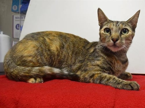 *LYDIA - Domestic Short Hair available for adoption