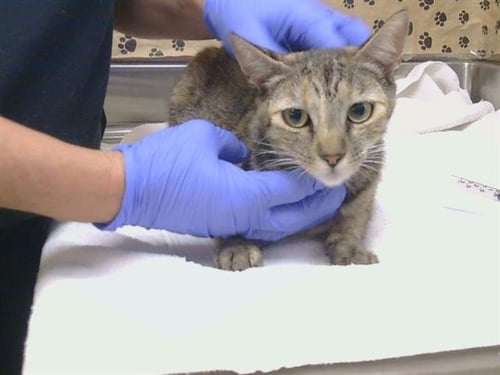 A927465 - Domestic Short Hair available for adoption