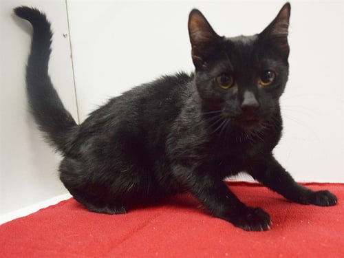 *MAGGIE - Domestic Short Hair available for adoption