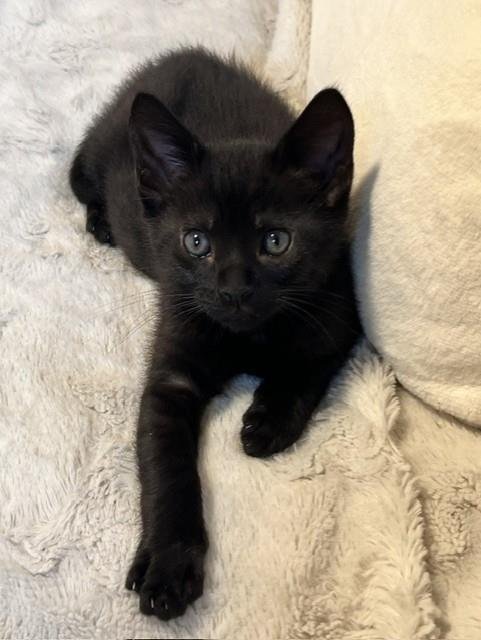 A923434 - Domestic Short Hair available for adoption