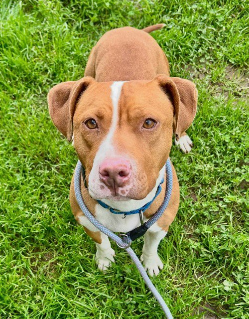 *AMBER - Pit Bull Terrier available for adoption
