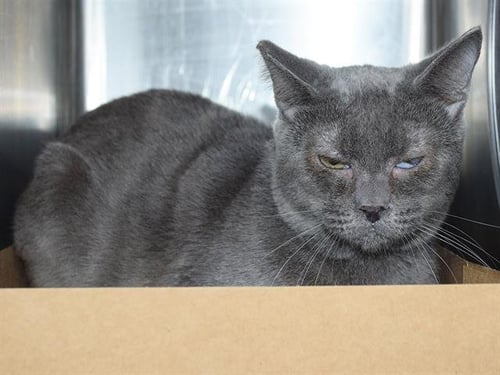 *GORDON (BARN CAT) - Domestic Short Hair available for adoption