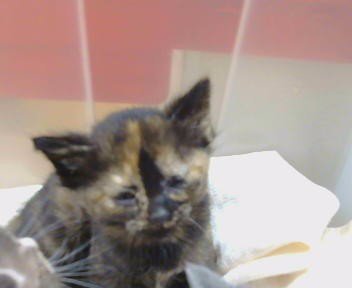 *KALEIDOSCOPE - Domestic Short Hair available for adoption