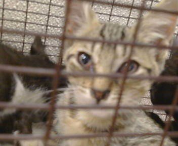 A929282 - Domestic Short Hair available for adoption