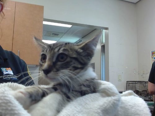 A924428 - Domestic Short Hair available for adoption