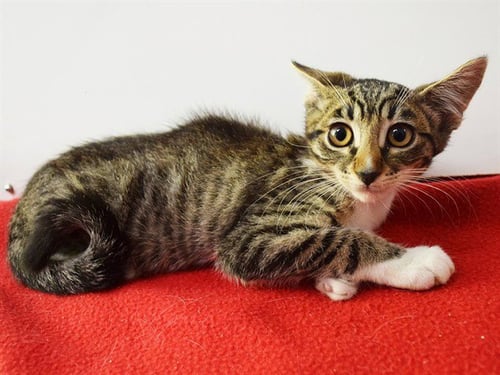 *ALDO - Domestic Short Hair available for adoption