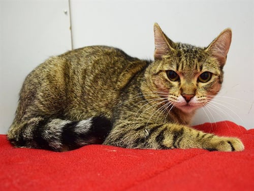 *MURIEL - Domestic Short Hair for adoption in Elk Grove