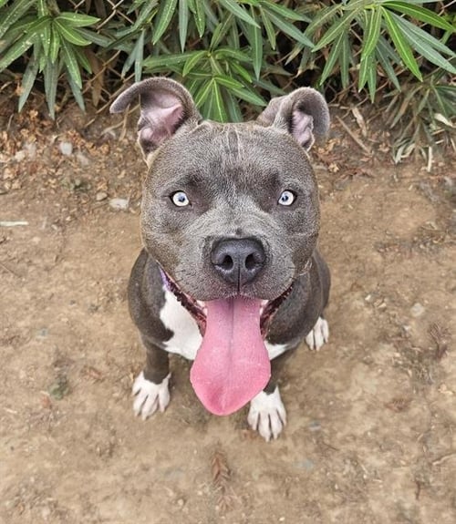 ROSCO - American Staffordshire Terrier available for adoption