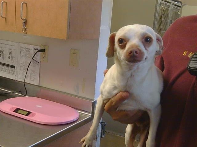 *BONO - Chihuahua available for adoption