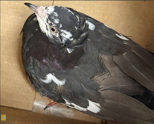 A929639 - Pigeon available for adoption