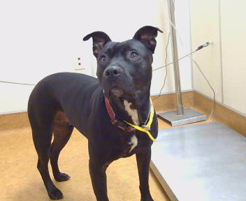 MISSY - Pit Bull Terrier for adoption in Elk Grove