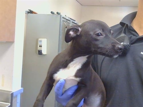 A930042 - Rat Terrier available for adoption