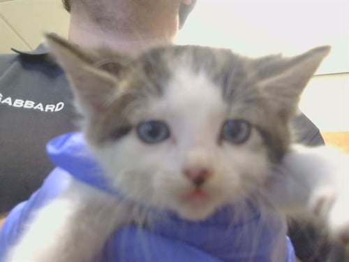 A926588 - Domestic Short Hair available for adoption