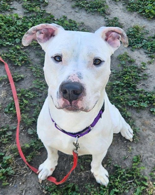 *ZEPHYR - Pit Bull Terrier available for adoption