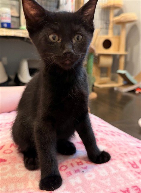 *ARIEL - Domestic Short Hair available for adoption