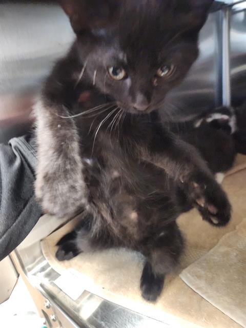 *TREVOR - Domestic Short Hair available for adoption