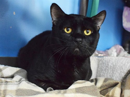 *BIG BEN - Domestic Short Hair available for adoption