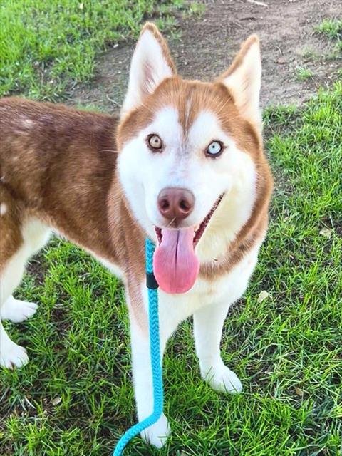 *GARNET - Siberian Husky available for adoption