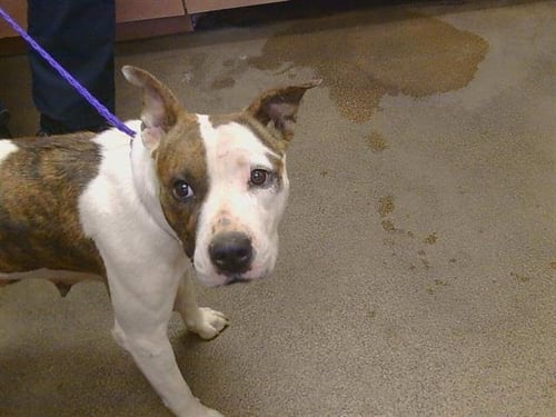 *JESINIA - Pit Bull Terrier / Bull Terrier available for adoption