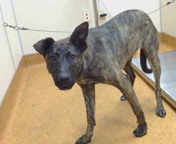 *ZURI - German Shepherd Dog available for adoption