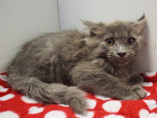 *AFONSO (GARDEN KITTEN) Image