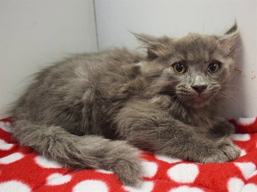 *AFONSO - Domestic Medium Hair available for adoption