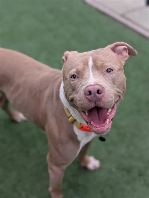 JACKSON - Pit Bull Terrier available for adoption