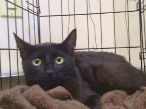 *ORCA (BARN CAT) - Domestic Short Hair available for adoption