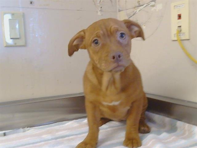 *GIGGLE - Pit Bull Terrier available for adoption