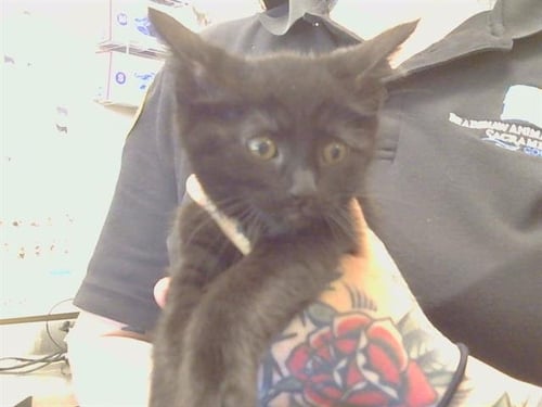 *DARLINKA - Domestic Short Hair available for adoption